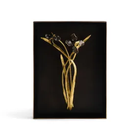 Black Iris Shadow Box