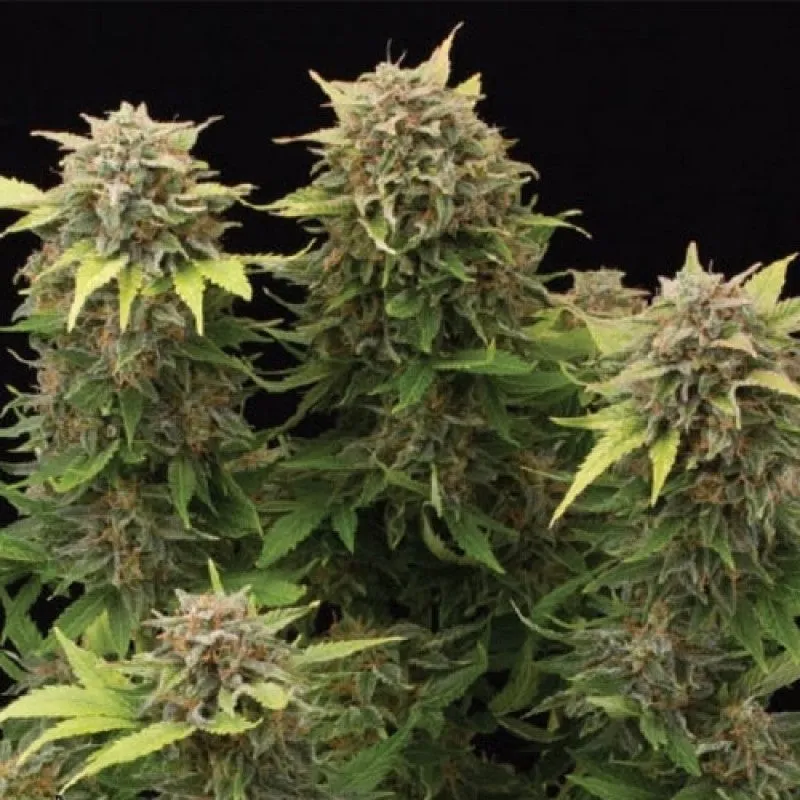 SEE046: Moby Dick Auto Feminized 5 seeds